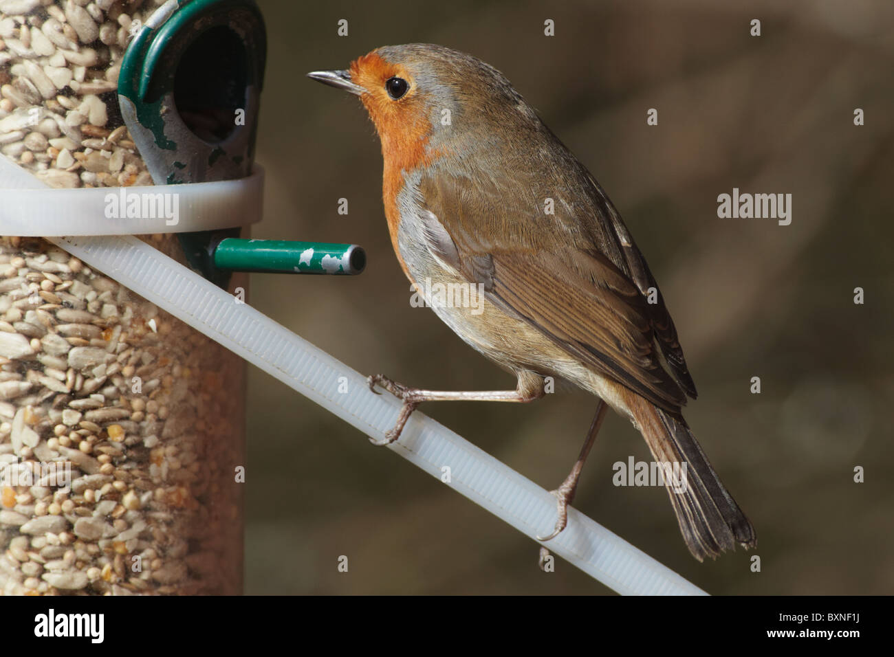 European Robin Erithacus Rubeclua On Bird Feeder Lee Valley