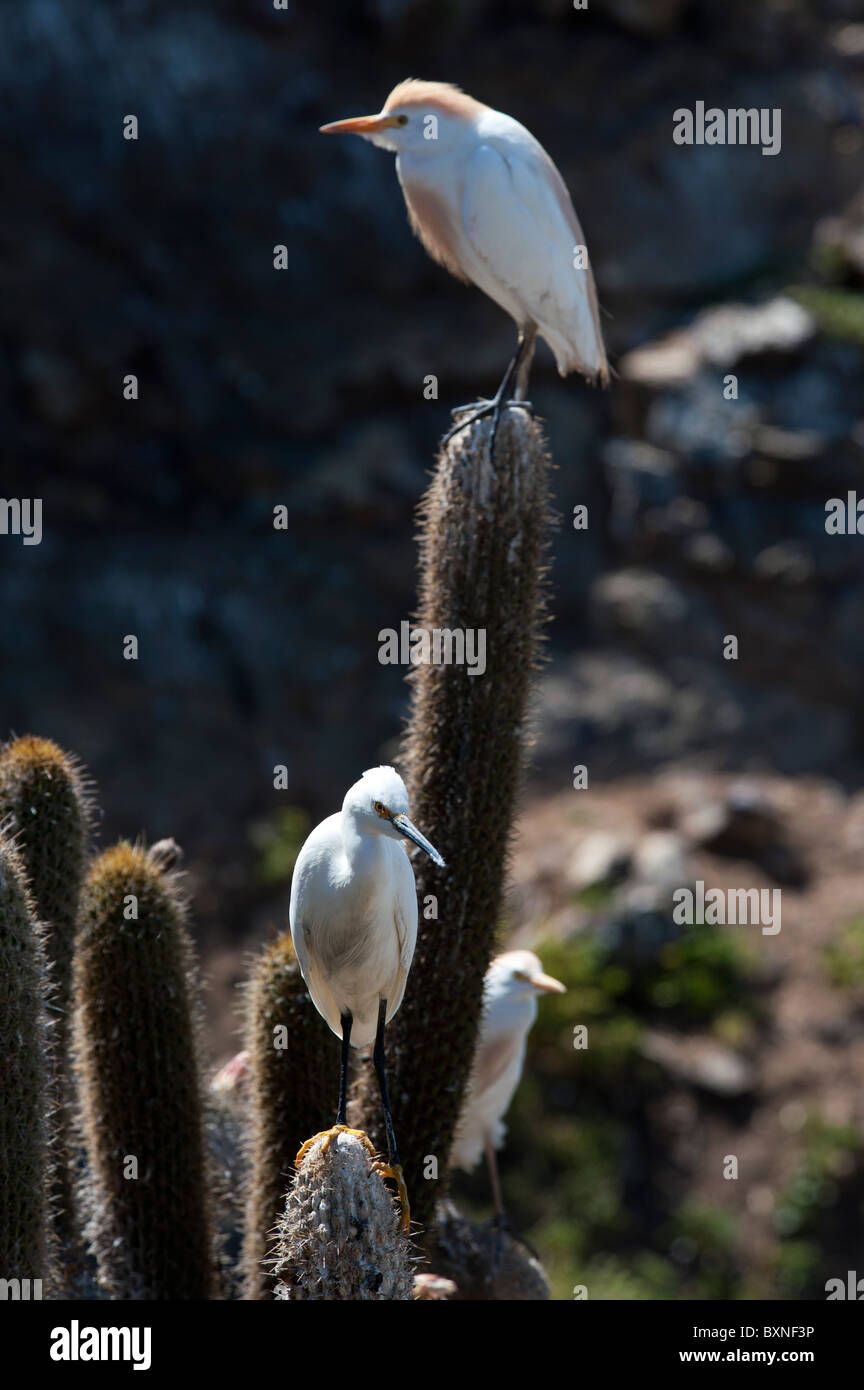 White Heron and Cattle Egret standing on a Cactus in Pichidangui Chile Stock Photo