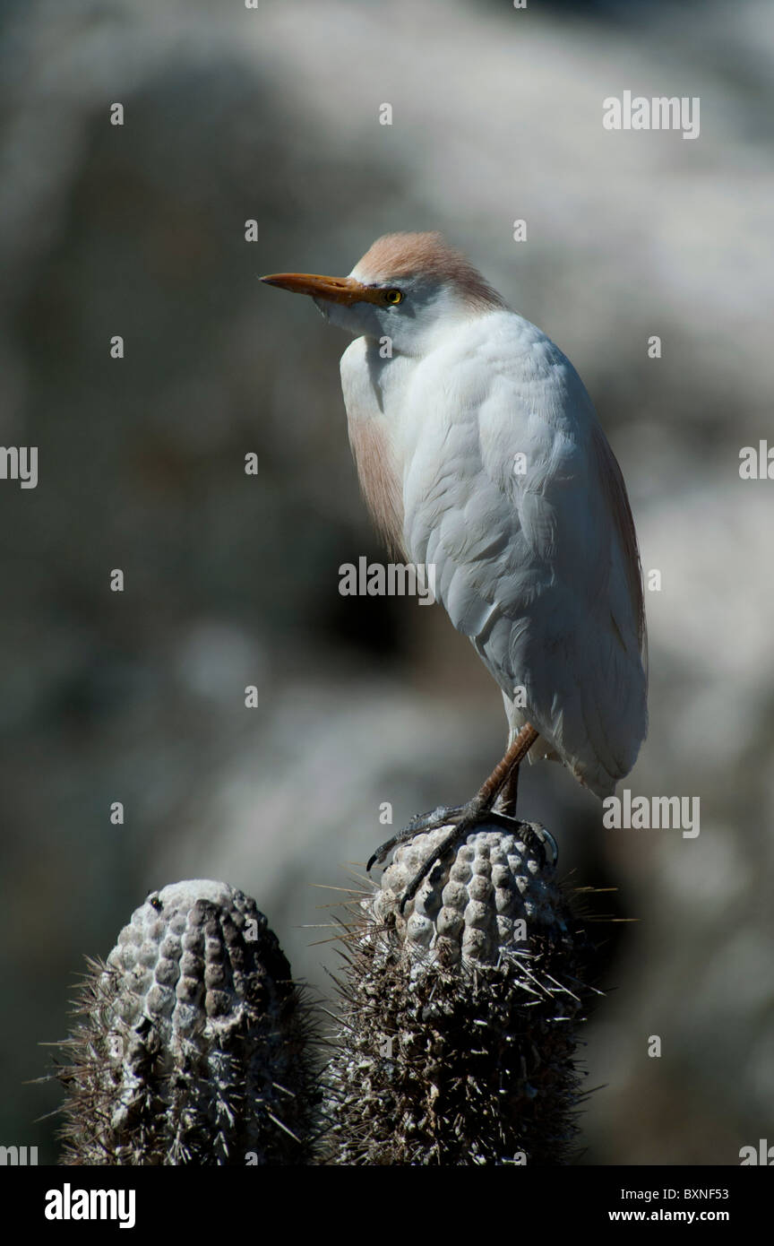 Cattle Egret standing on Cactus where they are breeding Stock Photo