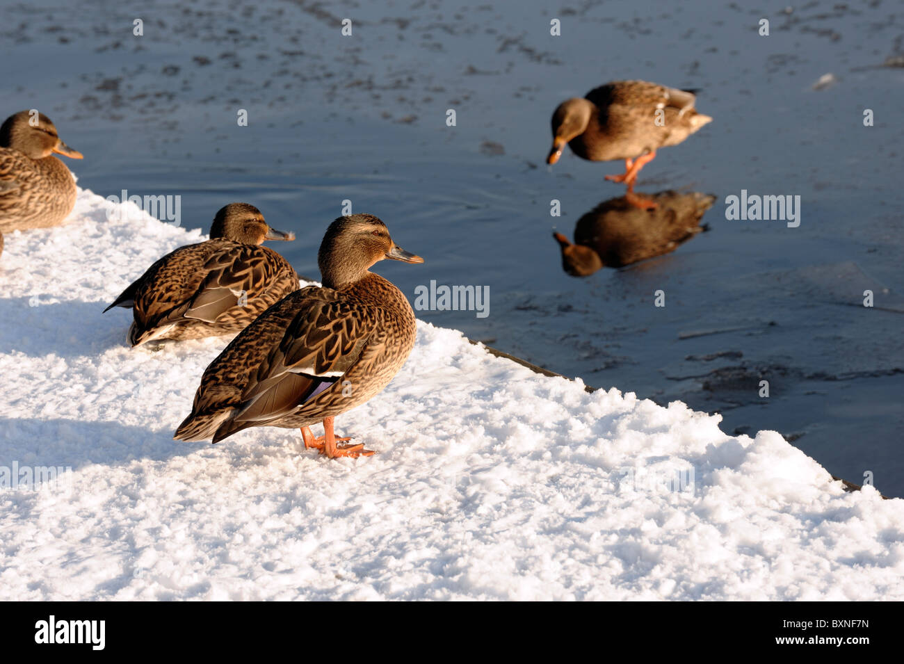 Ducks on a frozen river Stock Photo