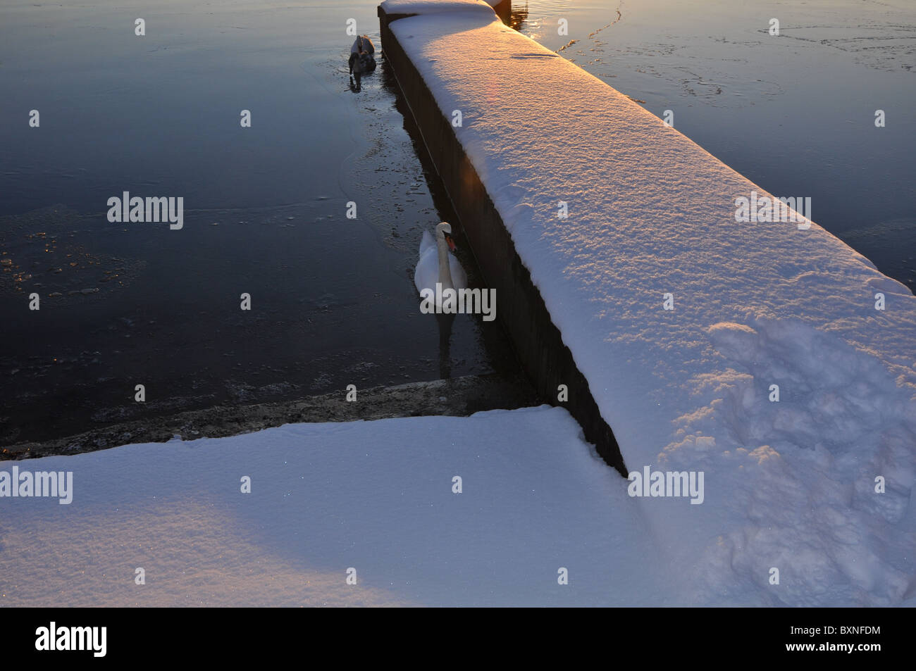 Swans in winter landscape, frozen sea, snow, pier, sunset Stock Photo