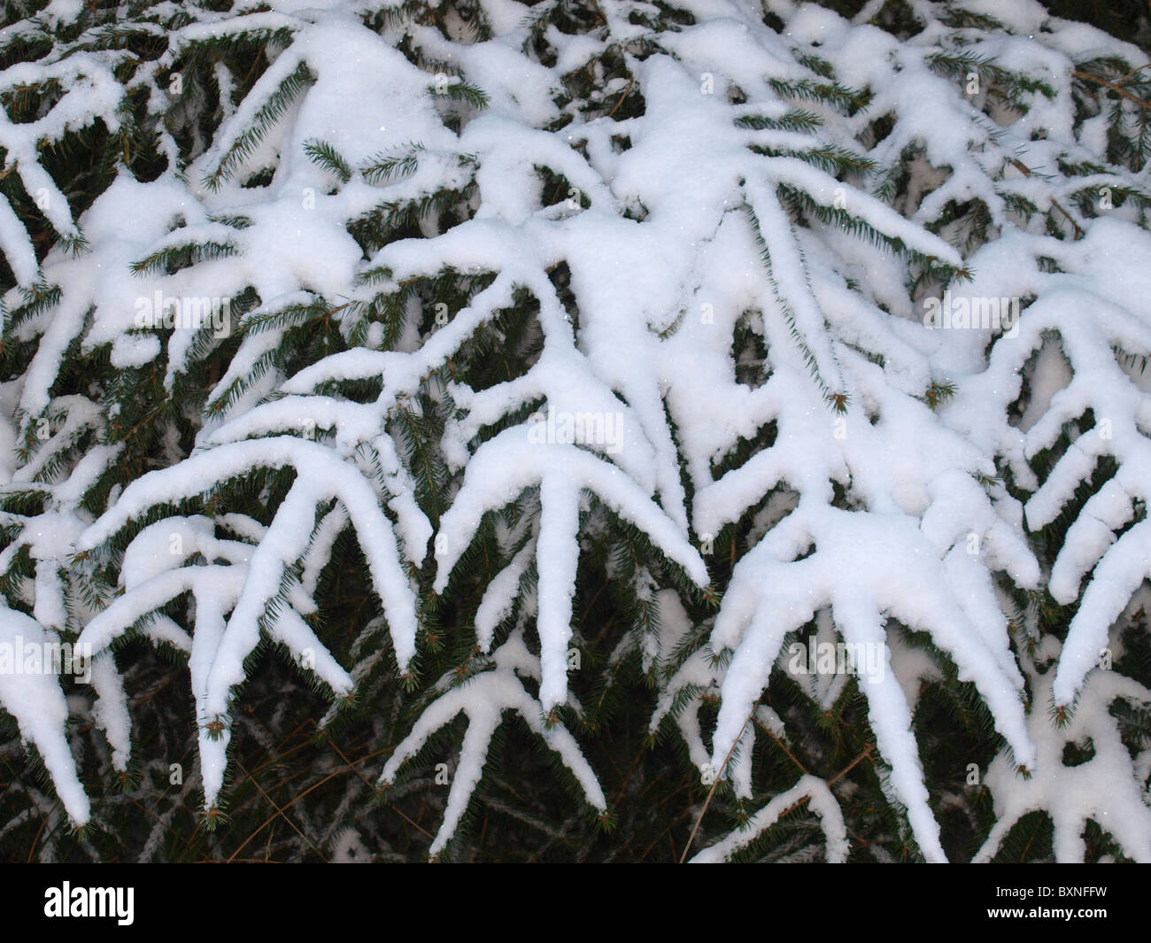 Pine tree uk hi-res stock photography and images - Alamy