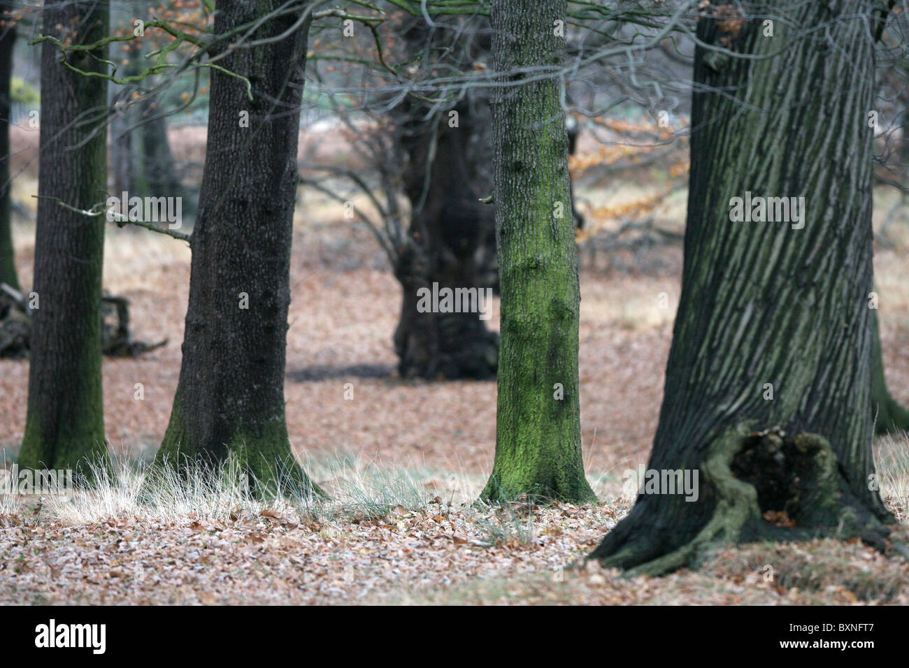 A landscape view of trees in a park Stock Photo - Alamy