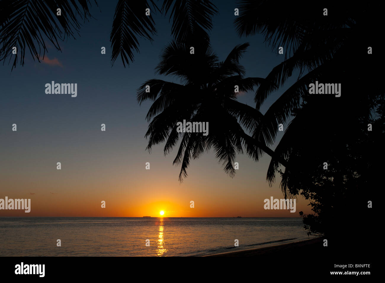 Sunset from beach of tropical island with silhouetted palm tree. Maldives, Indian Ocean. Stock Photo