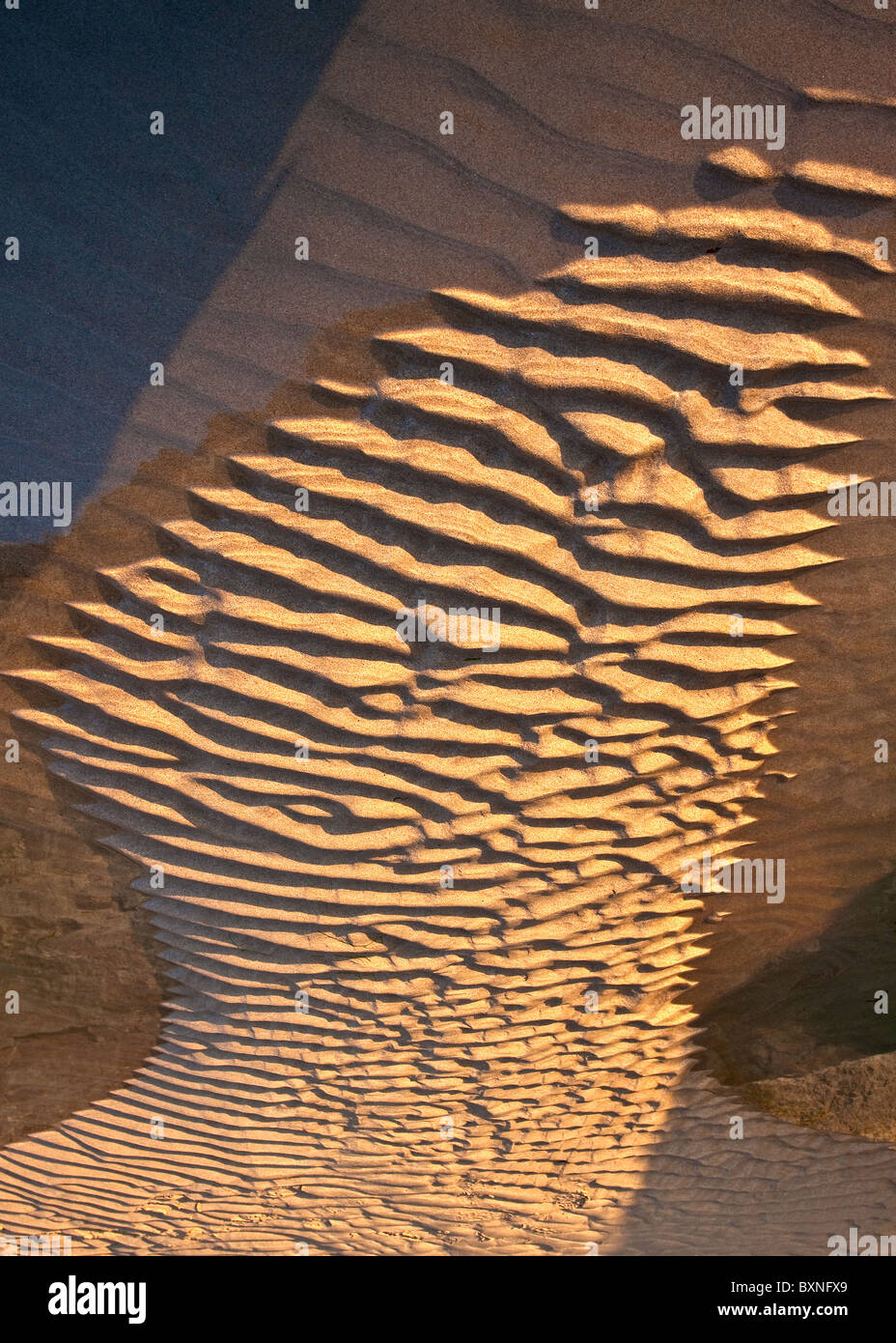 Head in the Sand Stock Photo Alamy