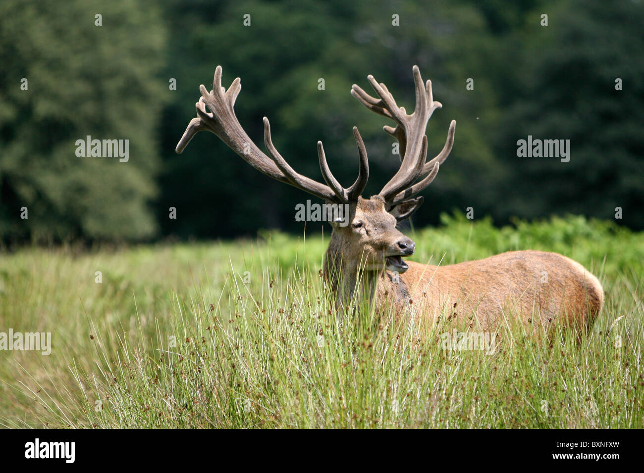 Deer in Richmond Park, London Stock Photo - Alamy