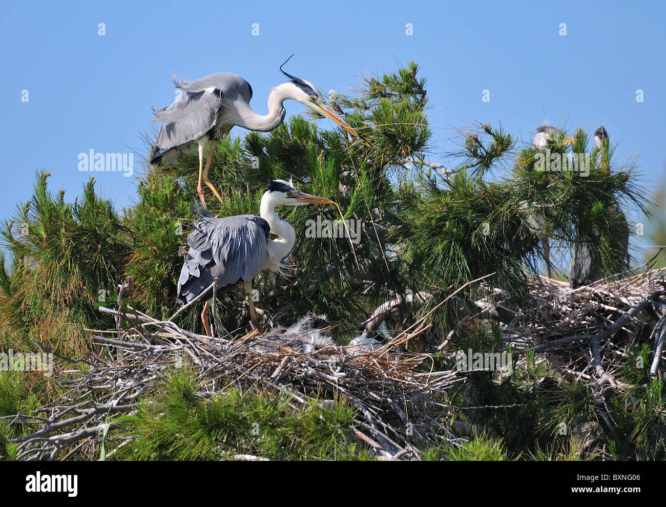 Couple of Gray Herons (Ardea Cinerea) reparing nest with twigs. chicks can be seen in the nest Stock Photo