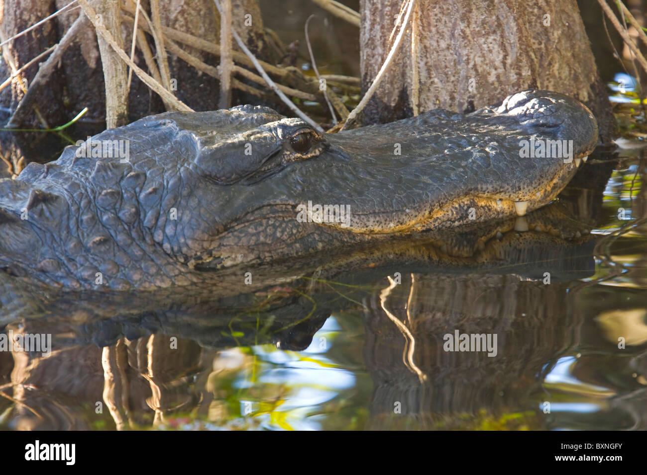 Alligator parks hi res stock photography and images alamy