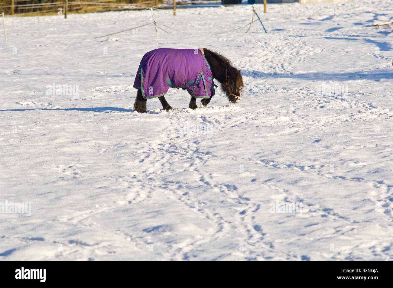 Shetland pony in search of grass in a snowy field wearing a warm winter