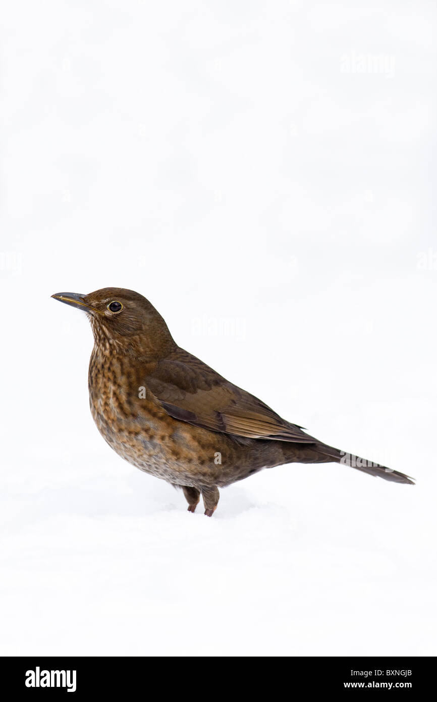 Female Blackbird standing in snow Stock Photo