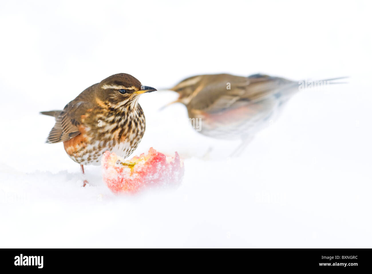 Redwings feeding on apples in snow Stock Photo