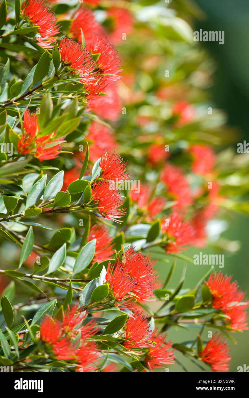 Silvereye perched on Pohutukawa tree Stock Photo