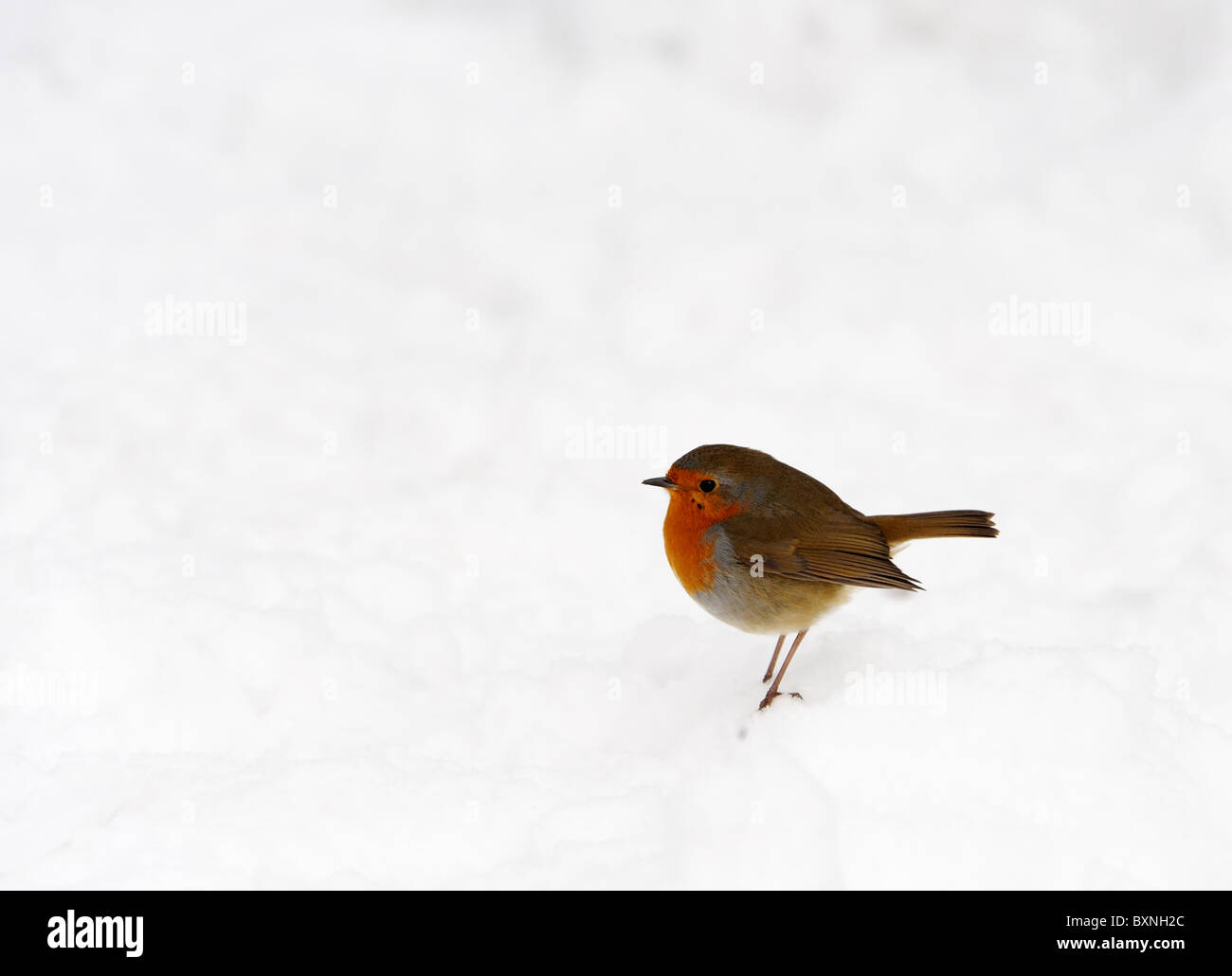Robin bird in Winter Snow Stock Photo