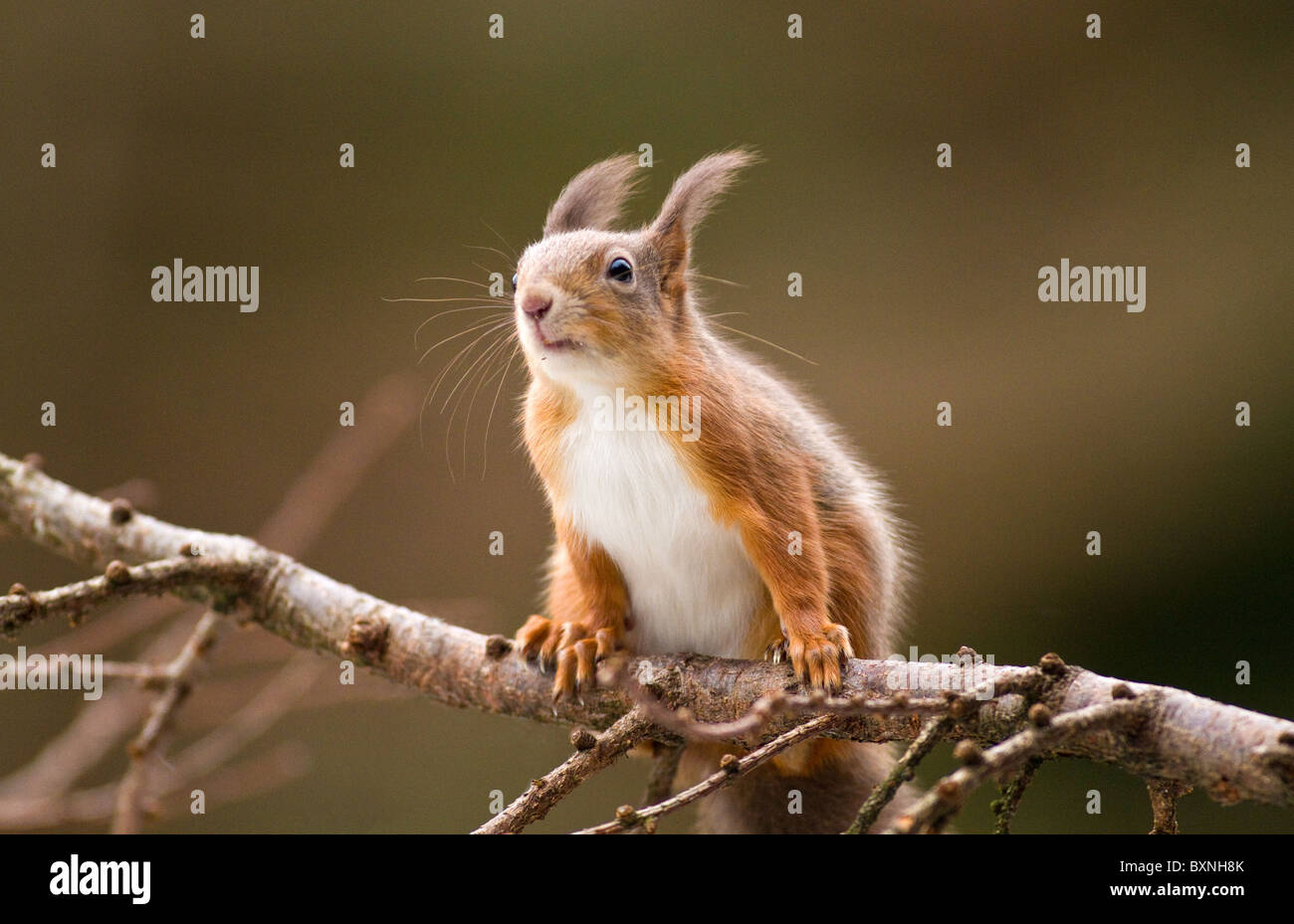 red squirrel(sciurus vulgaris)in a larch tree,Ireland Stock Photo