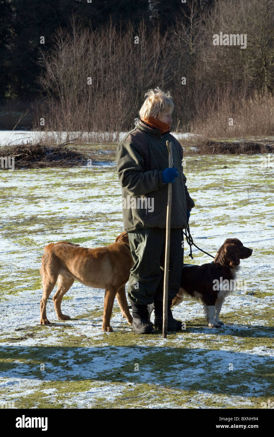 female beater with dogs at driven shoot Stock Photo Alamy
