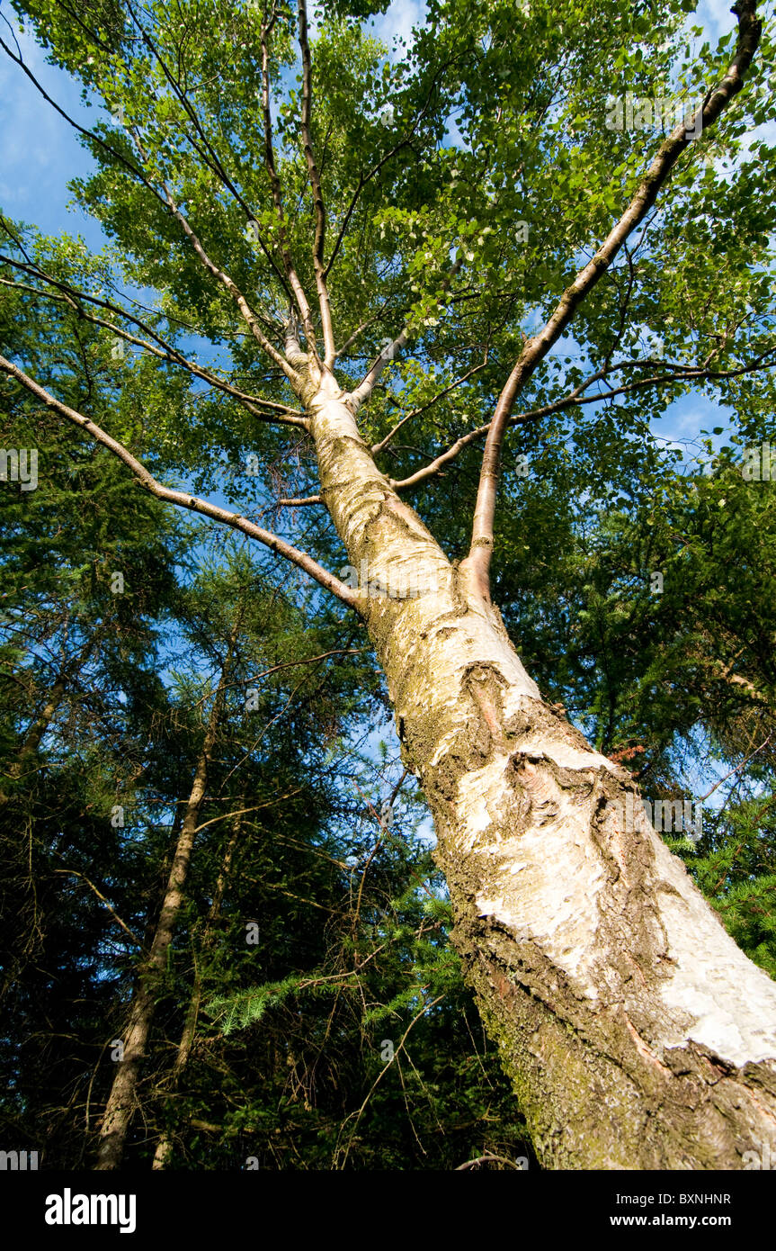 Silver birch tree, Betula pendula. Lake District, UK Stock Photo