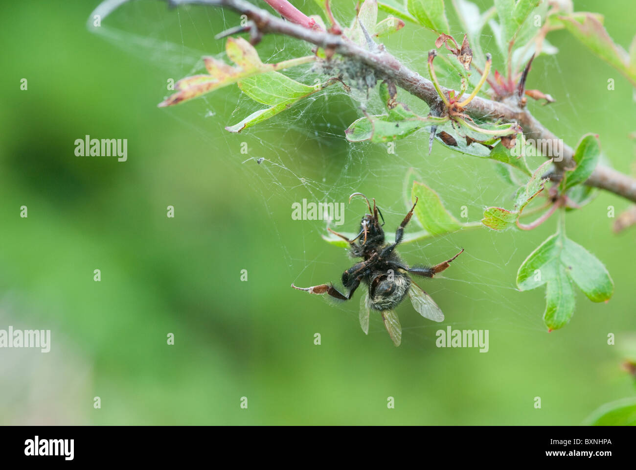 Bee caught in spider web. Lake District, UK Stock Photo Alamy