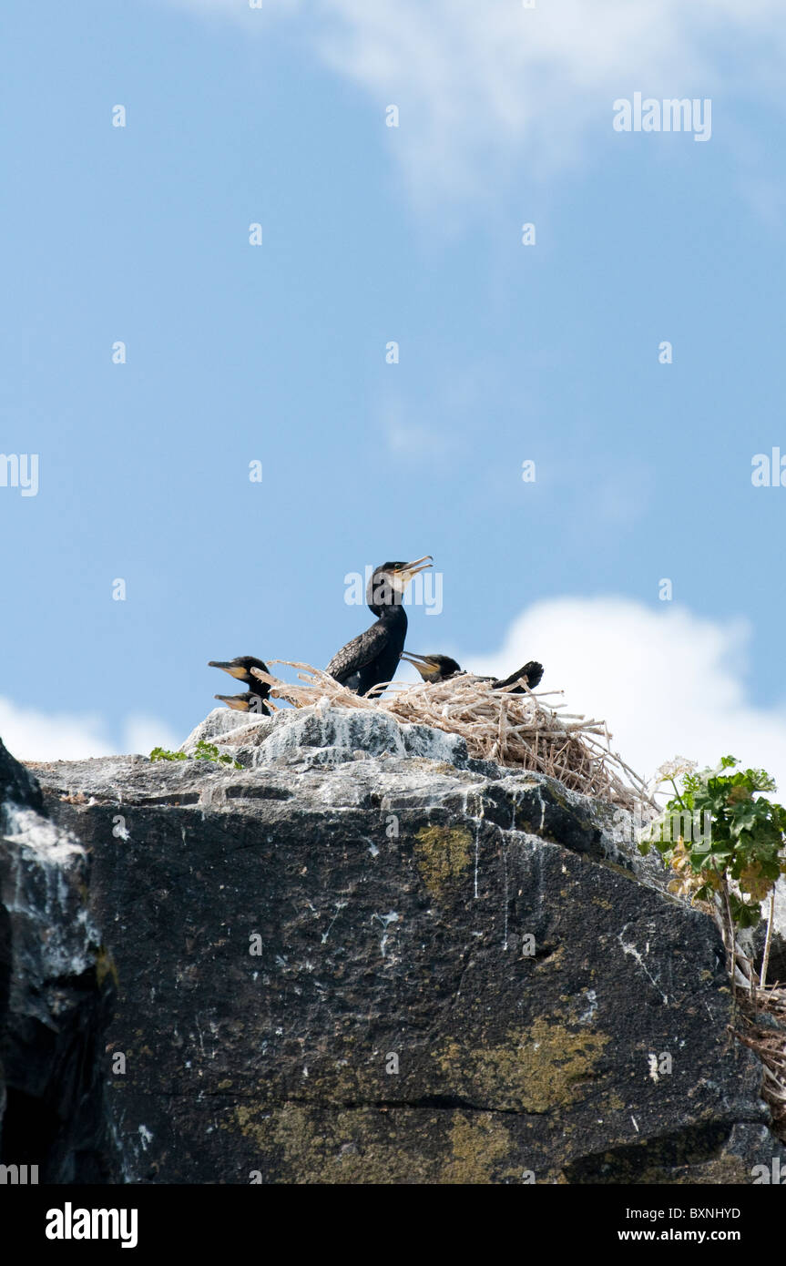 Cormorant nest, Phalacrocorax carbo. Craigleith Island, Firth of Forth, UK Stock Photo