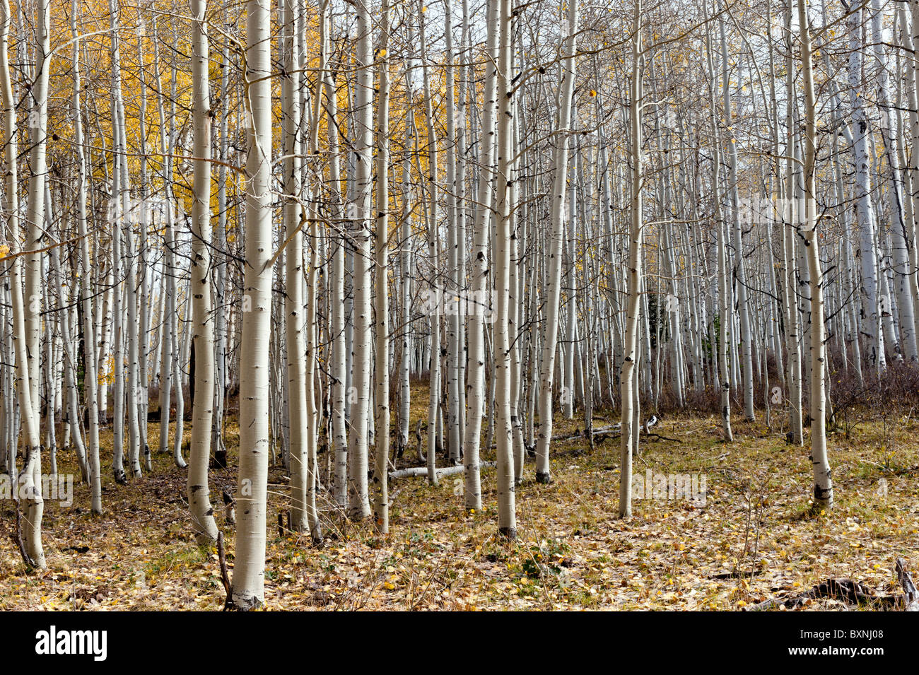 Grove of Aspen trees in late fall or autumn on the La Sal Mountains