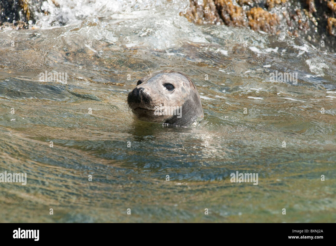 Grey Seal, Halichoerus grypus, swimming near Craigleith Island, Firth of Forth, UK Stock Photo