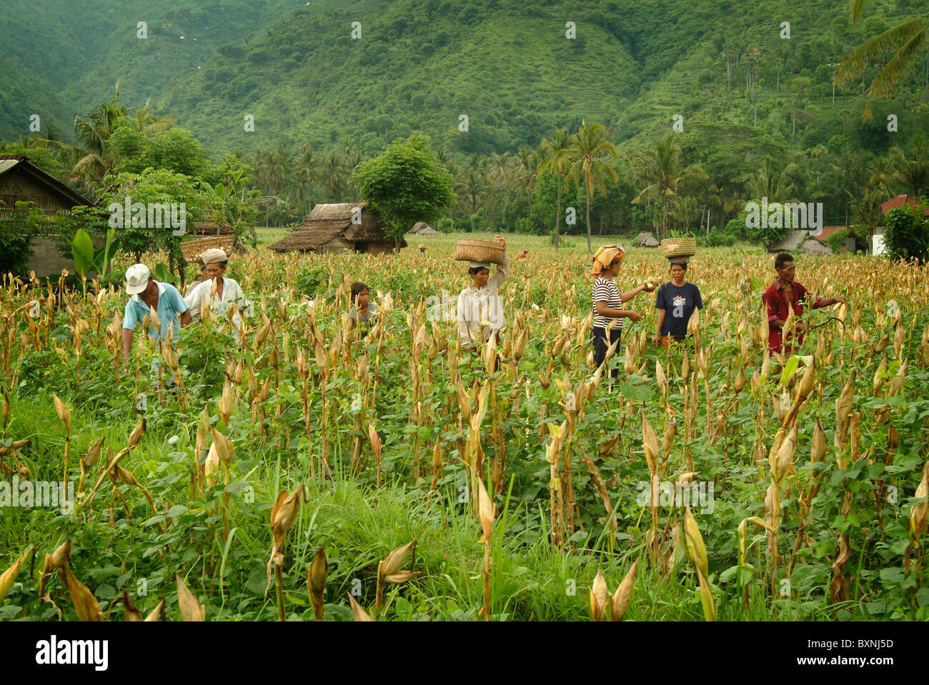 Field workers harvest corn in the traditional fishing village of Amed