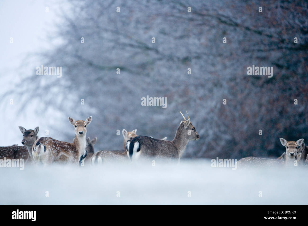 Fallow Deer in the snow. Stock Photo