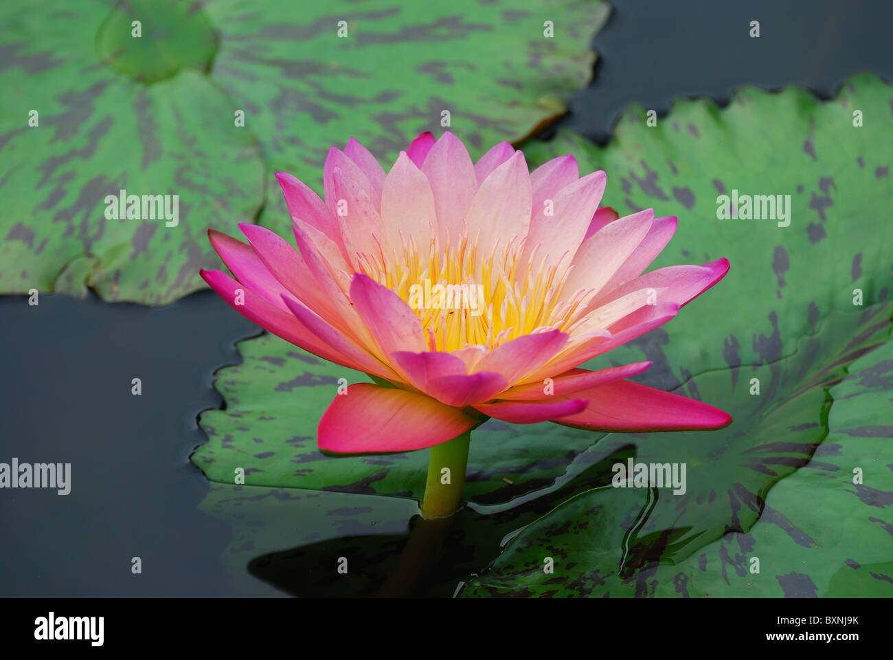 Water lily closeup in water with lovely color and green leaves Stock ...
