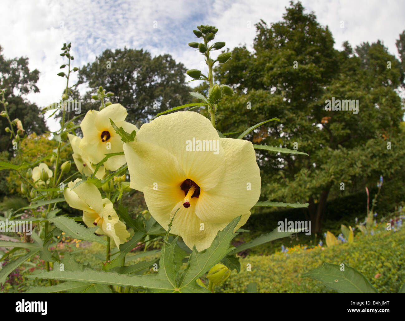 Rose mallow in yellow in Conservatory Gardens Stock Photo Alamy
