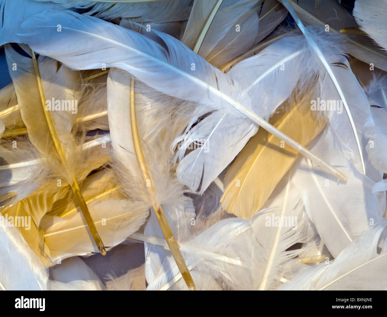 Pile of feathers hires stock photography and images Alamy