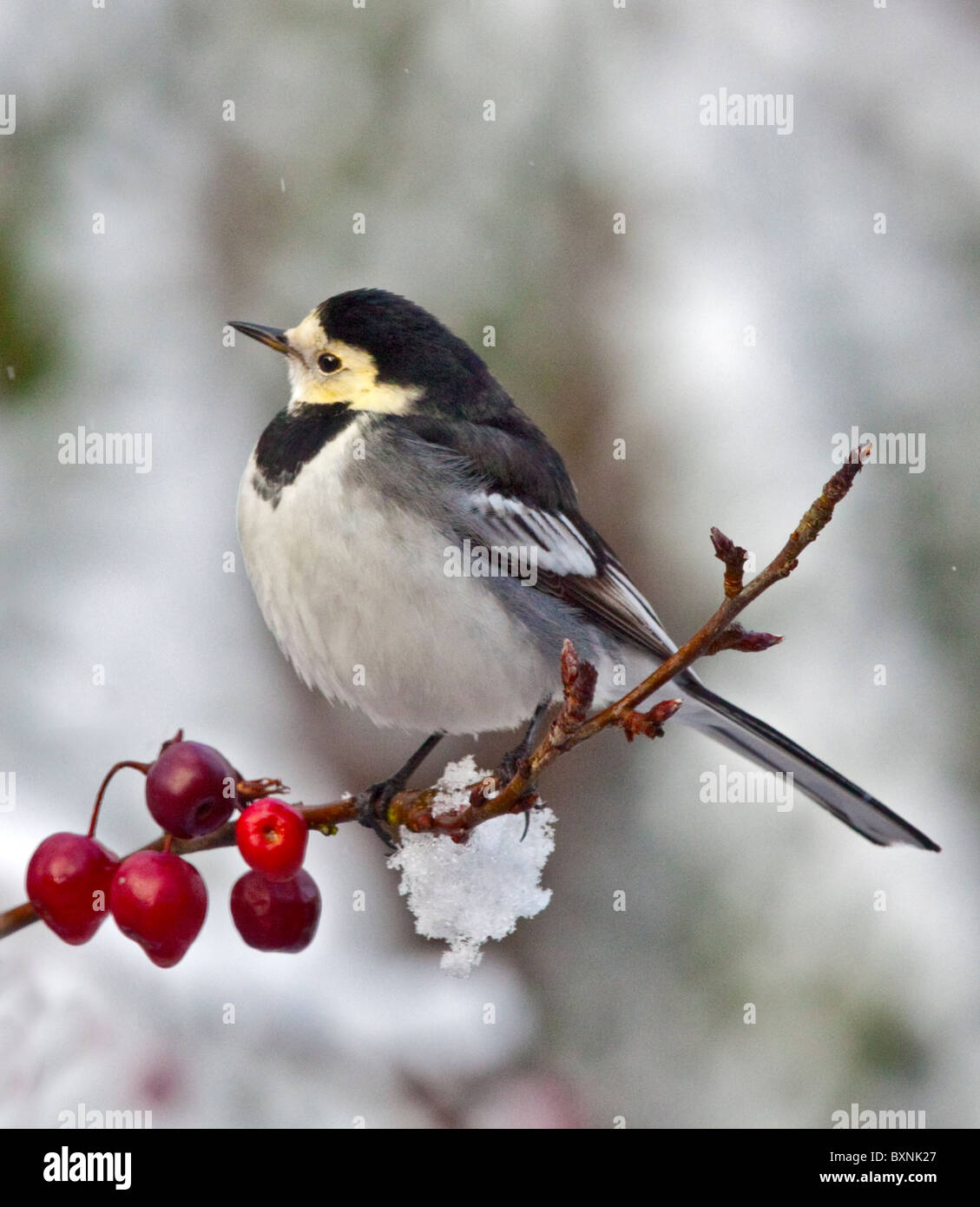 Pied Wagtail (moticilla alba) with yellow face - first winter plumage, UK Stock Photo