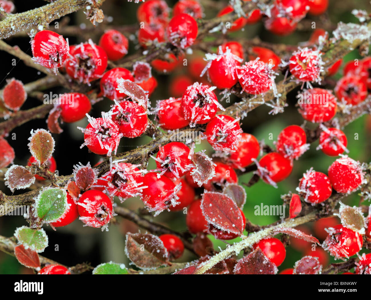 Red berries macro with frost Stock Photo - Alamy