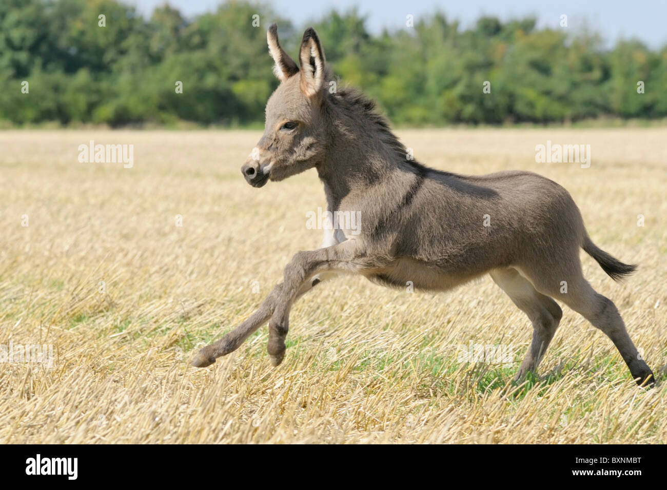 Donkey foal galloping in a field Stock Photo