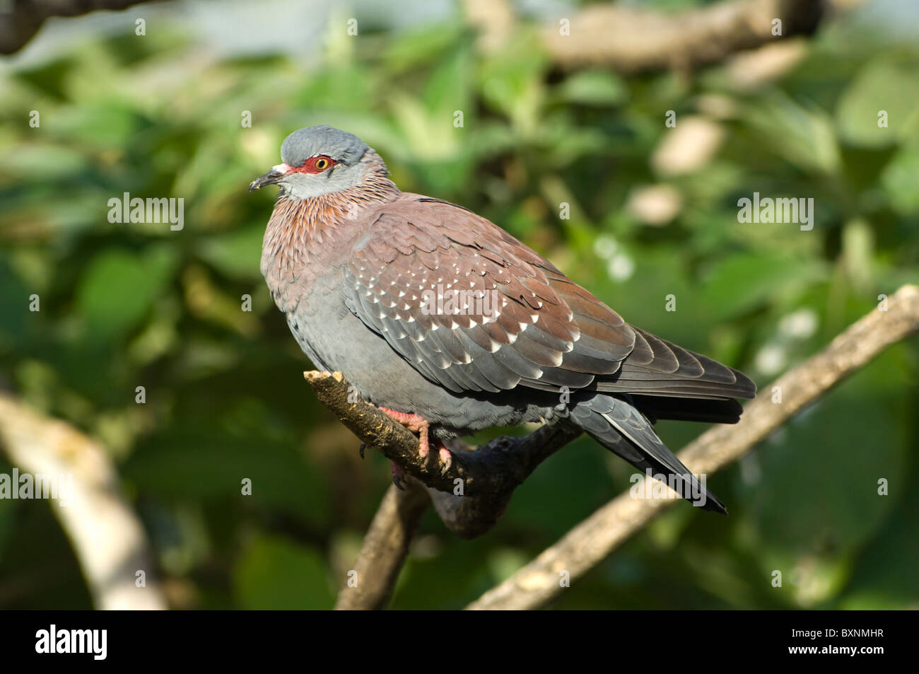 Rock Speckled Pigeon Columba guinea World of Birds Cape Town South Africa Captive Stock Photo