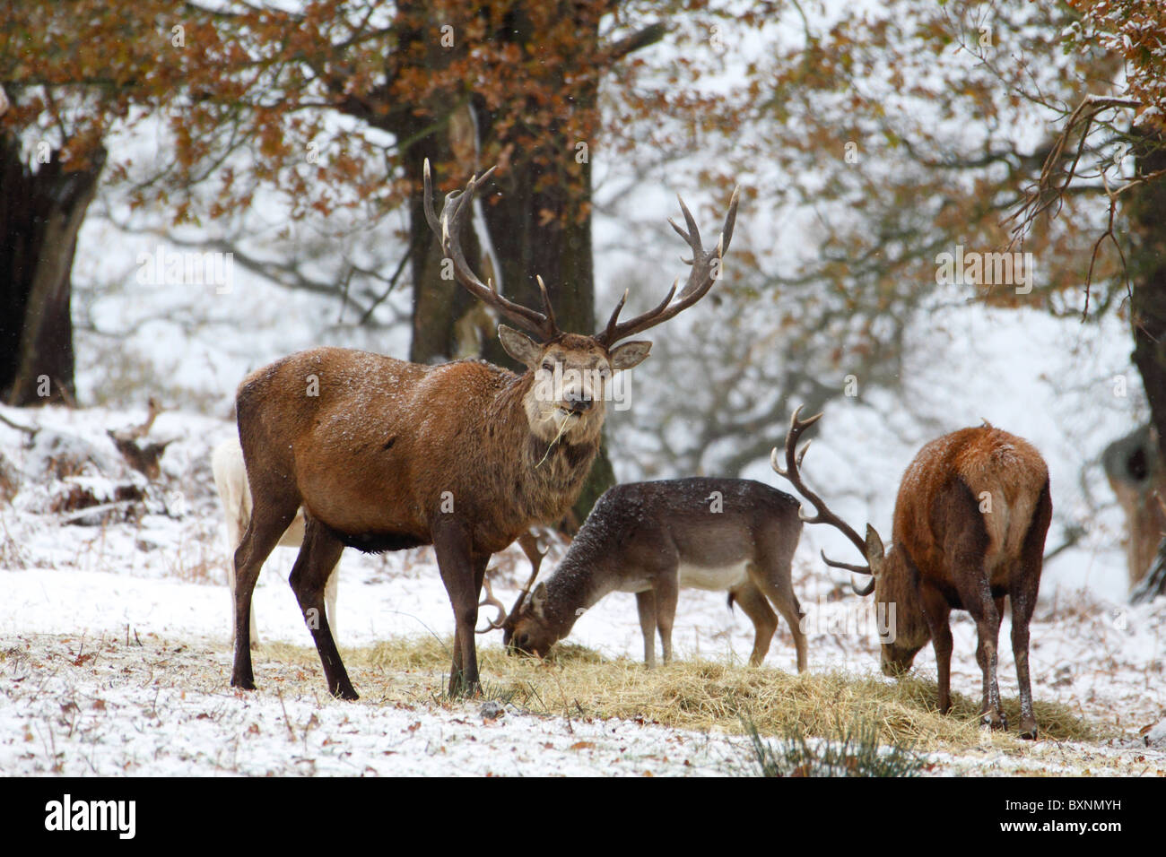 Red Deer Cervus Elaphus Stock Photo - Alamy