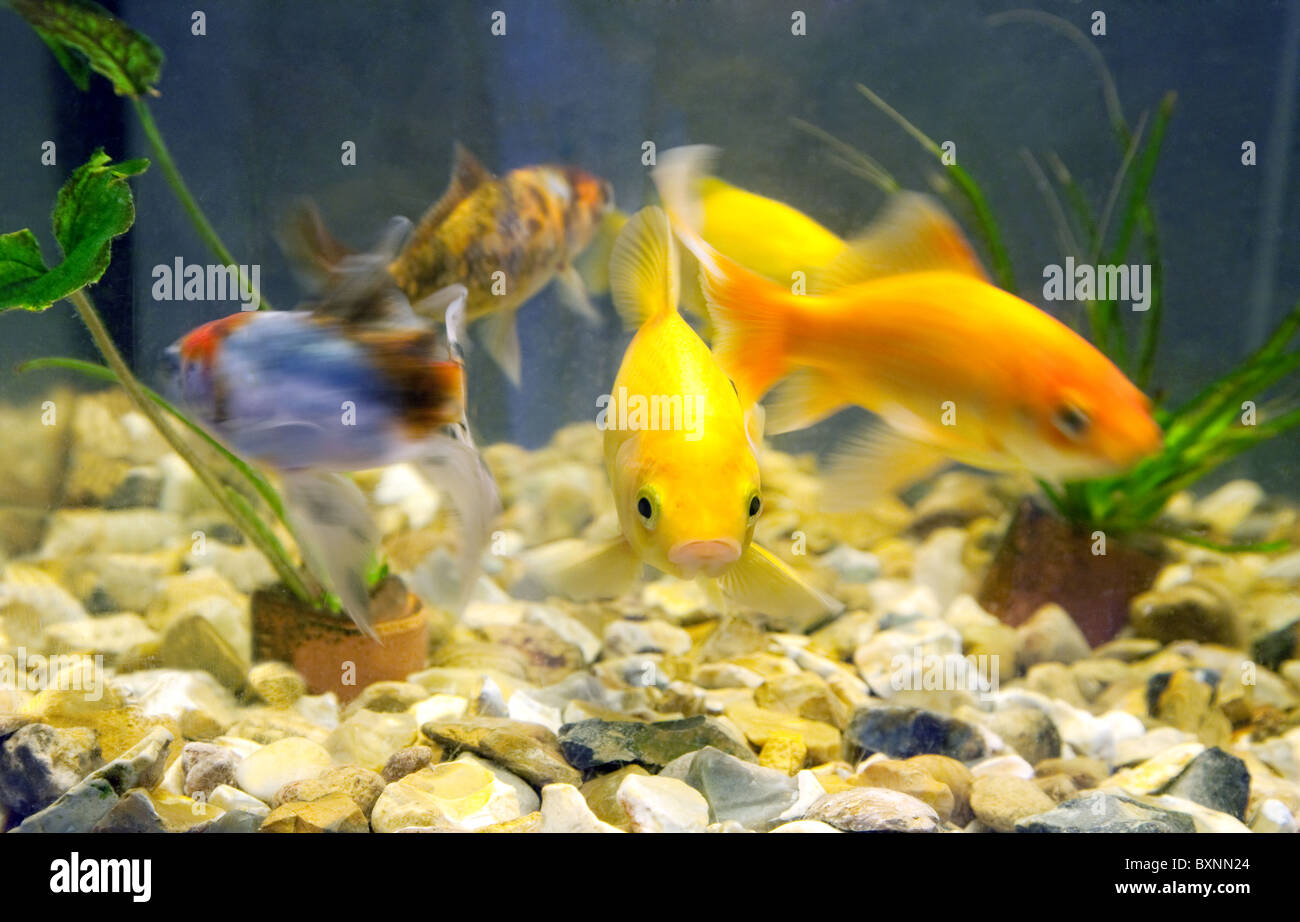 Different  types of goldfish swimming in a fishtank, UK Stock Photo