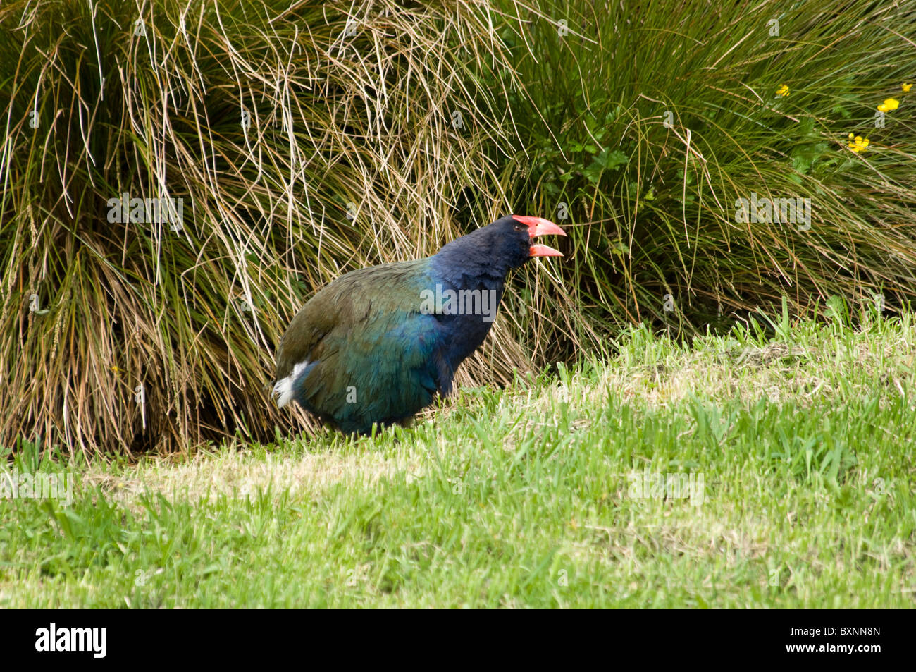 Takahe Porphyrio hochstetteri at the National Wildlife Center Mount Bruce in New Zealand Stock Photo