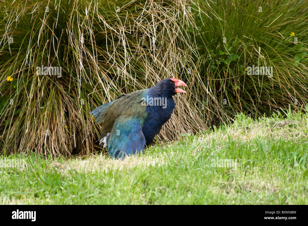 Takahe Porphyrio hochstetteri at the National Wildlife Center Mount Bruce in New Zealand Stock Photo