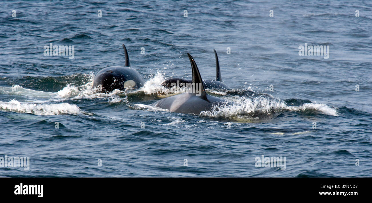 Orca Whales, Haro Strait Stock Photo