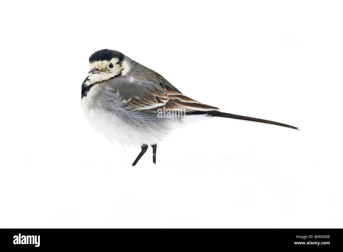 Pied Wagtail portrait on white background Stock Photo
