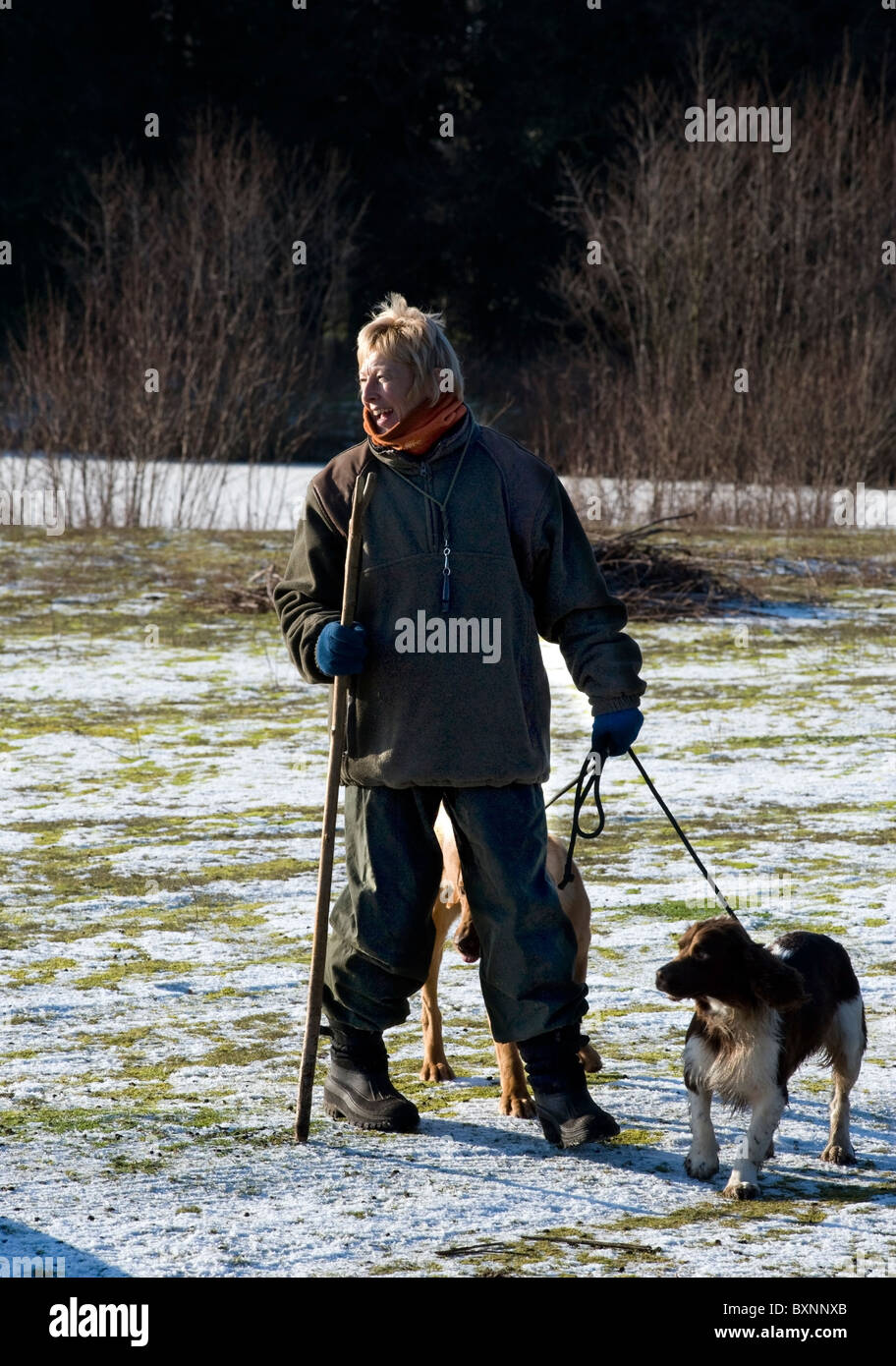 female beater with dogs at driven shoot Stock Photo Alamy