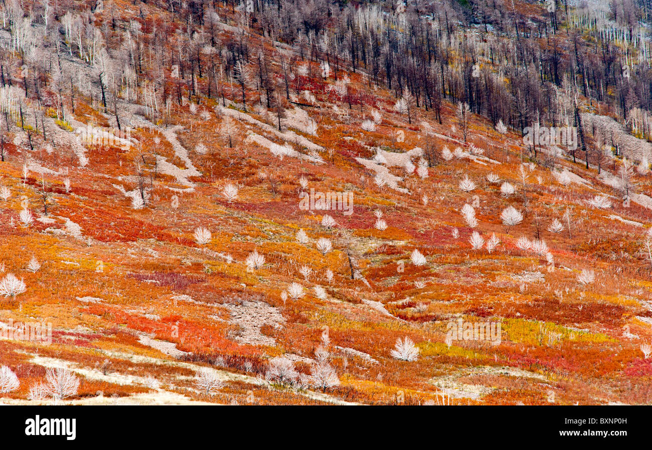 Autumn or Fall colors on the La Sal Mountain Road near Moab Utah USA Stock Photo