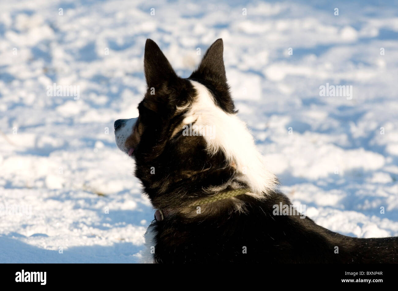 A sheep dog lying in the snow Stock Photo