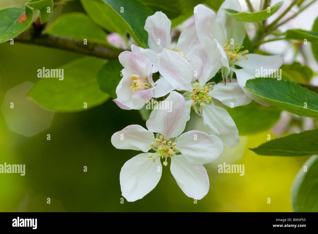 Apple Blossom Stock Photo Alamy