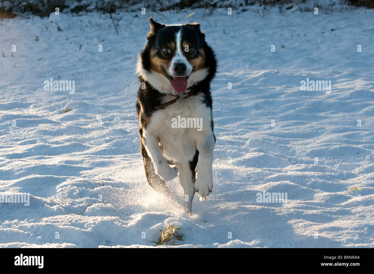 A sheep dog sprinting on the snow Stock Photo