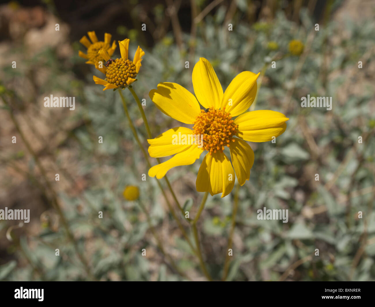 Brittlebush hires stock photography and images Alamy