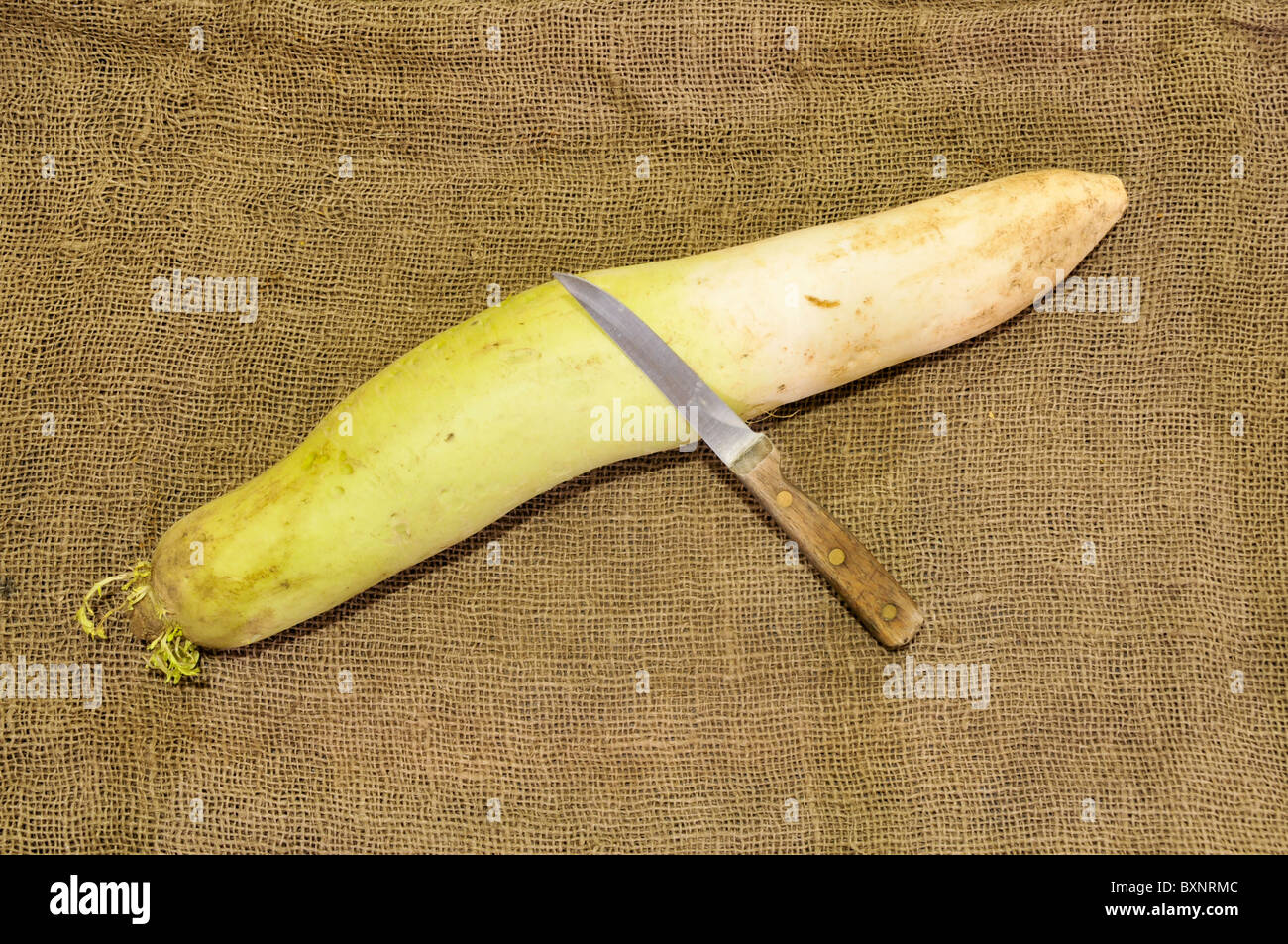 Daikon Japanese Radish with knife for scale and burlap background Stock Photo