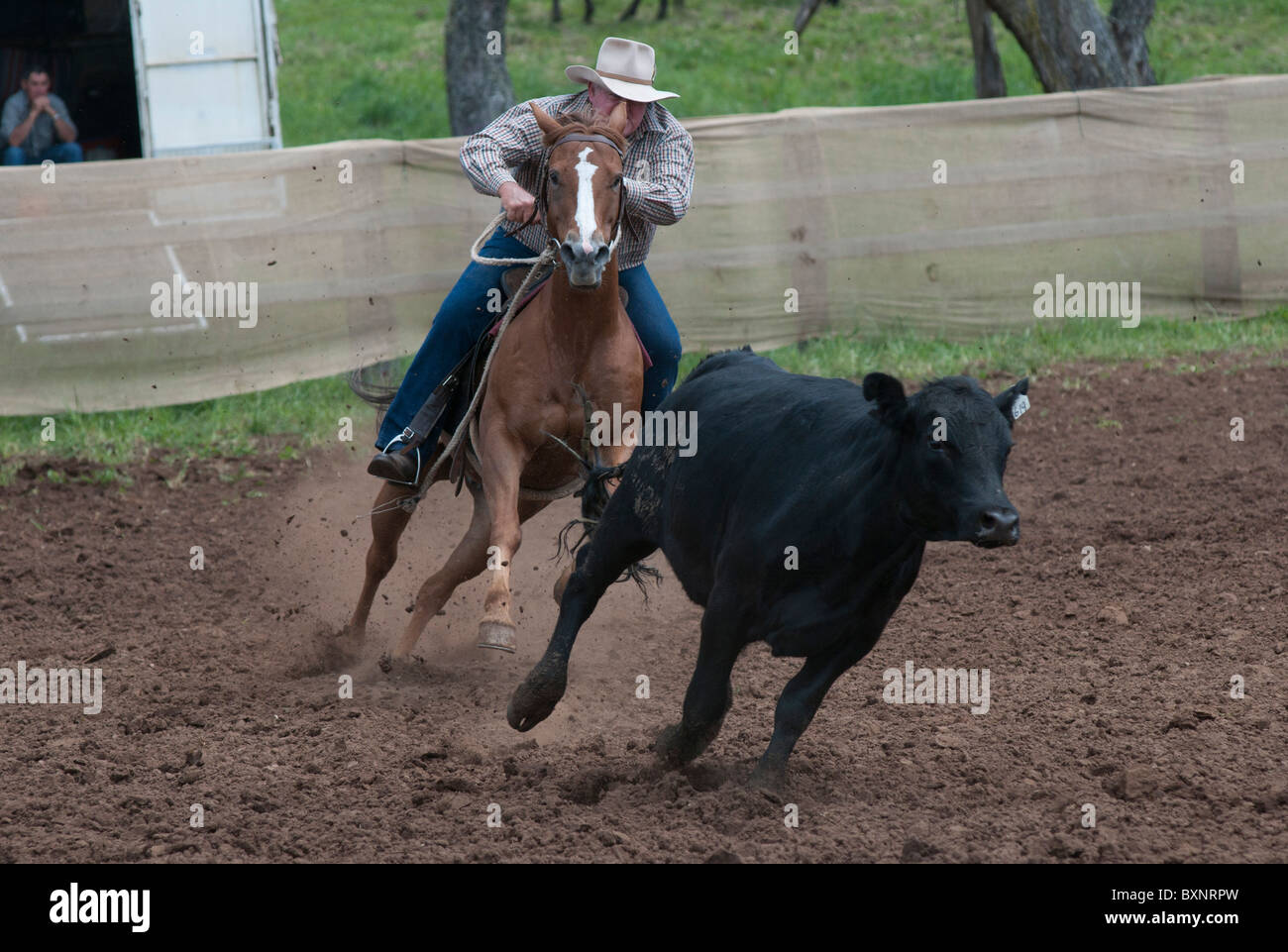 A cowboy shows his skills at cutting out cattle at the Ebor annual camp draft competition near Armidale New South Wales Stock Photo