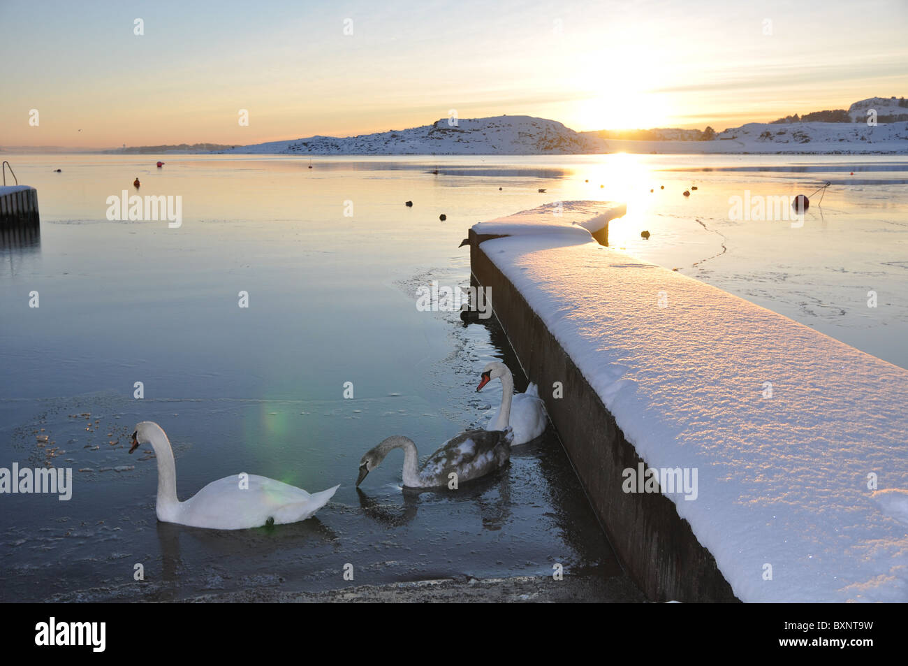 Swans in winter landscape, frozen sea, snow, pier, sunset Stock Photo