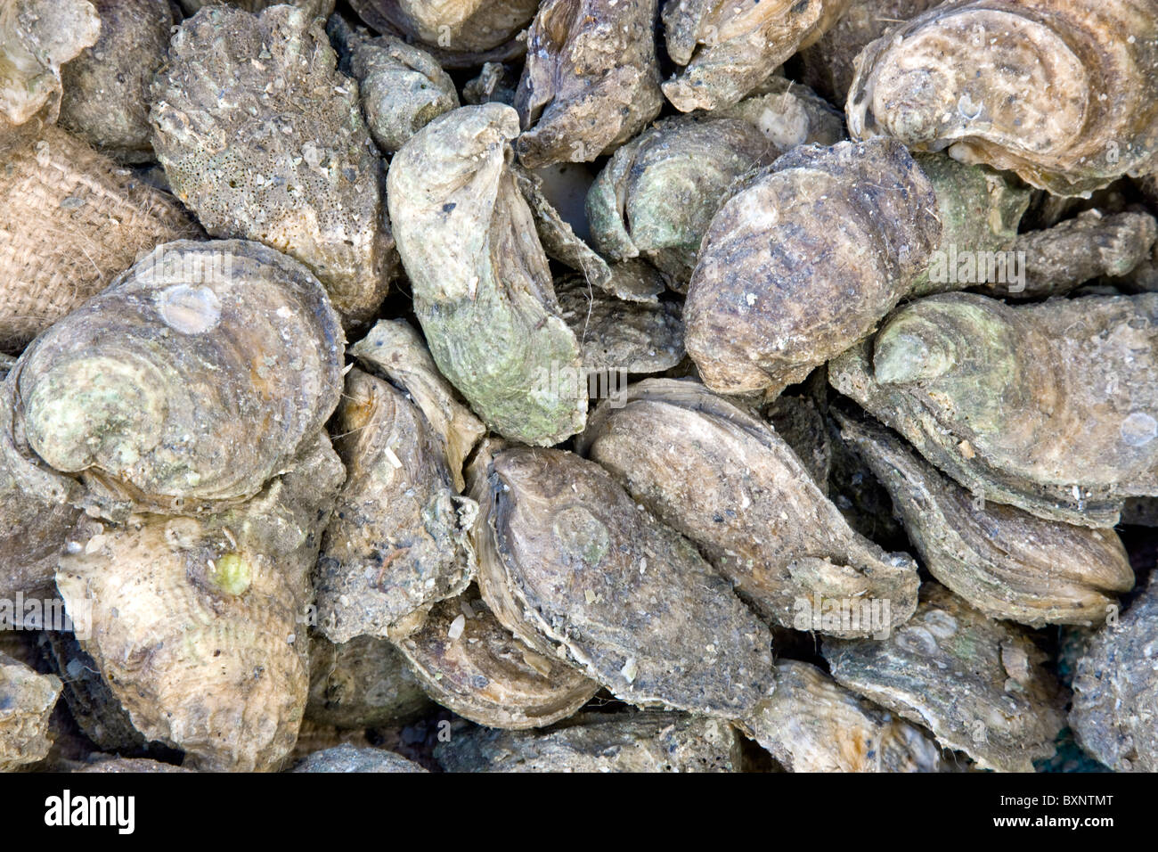 Harvested Oysters  'Crassostrea virginica'. Stock Photo