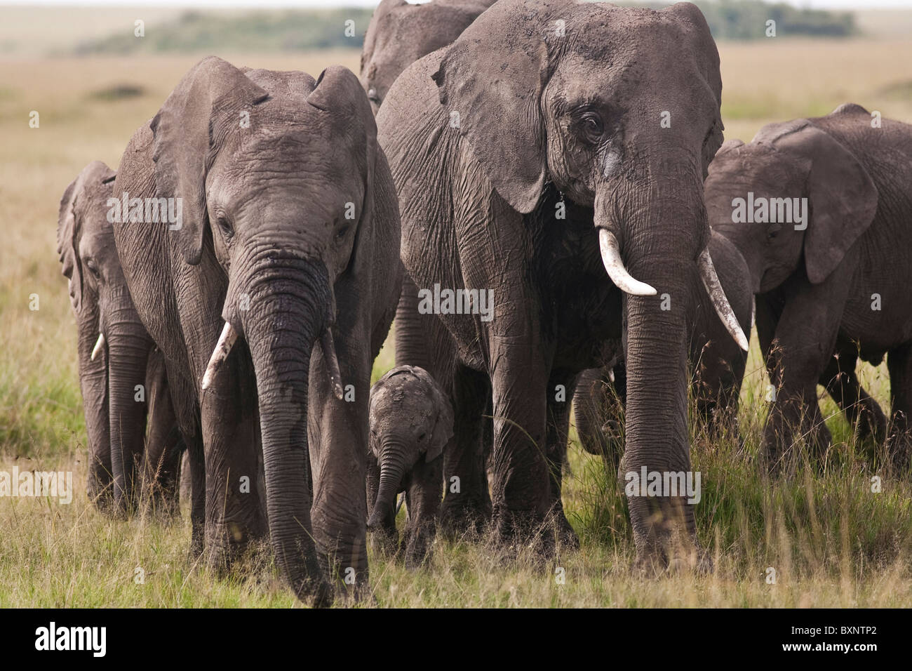 Herd of Elephants with newborn 2 week old baby elephant in The Masai Mara National Reserve Kenya Africa. Photo:Jeff Gilbert Stock Photo